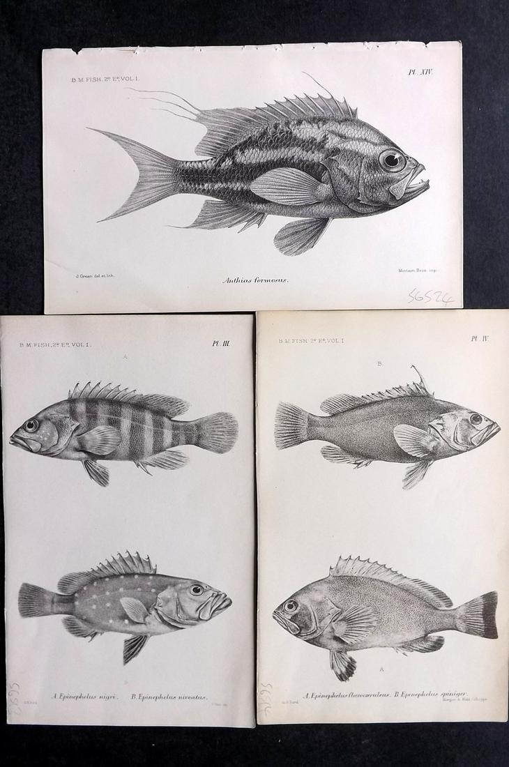Boulenger, George 1895 Lot of 3 Fish Prints: Lithographs Published 1895, London for "Catalogue of the Fishes in the British Museum" by George Albert Boulenger. Paper Size: 8.5 x 5.5 inch (22 x 14cm) Good Condition