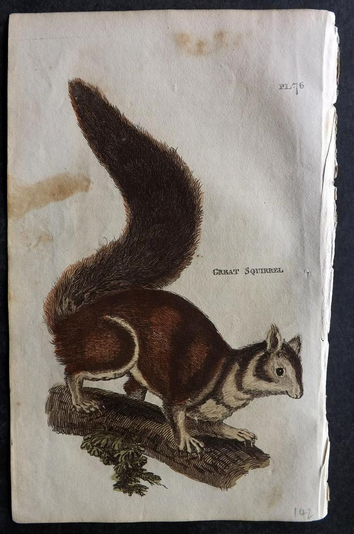 Brightly (Pub) 1811 Hand Col Print. Squirrel: Hand Colored Copper Plate Published 1811 by Brightly & Co, Bungay for "The Natural History of Quadrupeds and Cetaceous Animals" By Various Authors. Paper Size: 8 x 5 inch (20 x 13cm) Some toning to ba