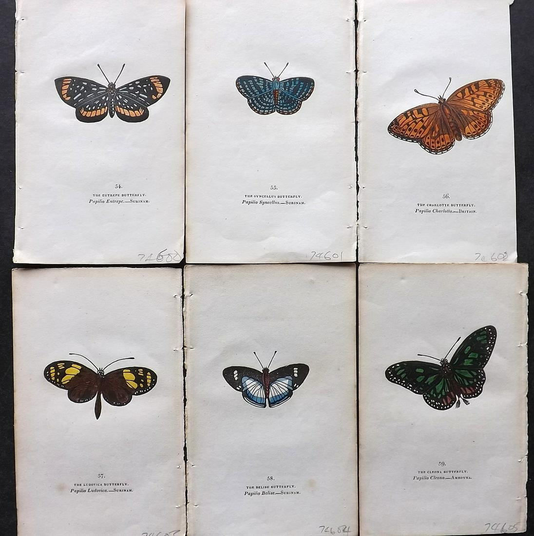 Brown, Captain 1834 Lot of 6 Hand Col Butterfly Prints: Hand Coloured Lithographs Published 1834, London for "The Book of Butterflies, Sphinges, and Moths" by Captain Thomas Brown. Part of Constable's Miscellany Series. Paper Size: 5.5 x 3.5 inch (14 x 9cm