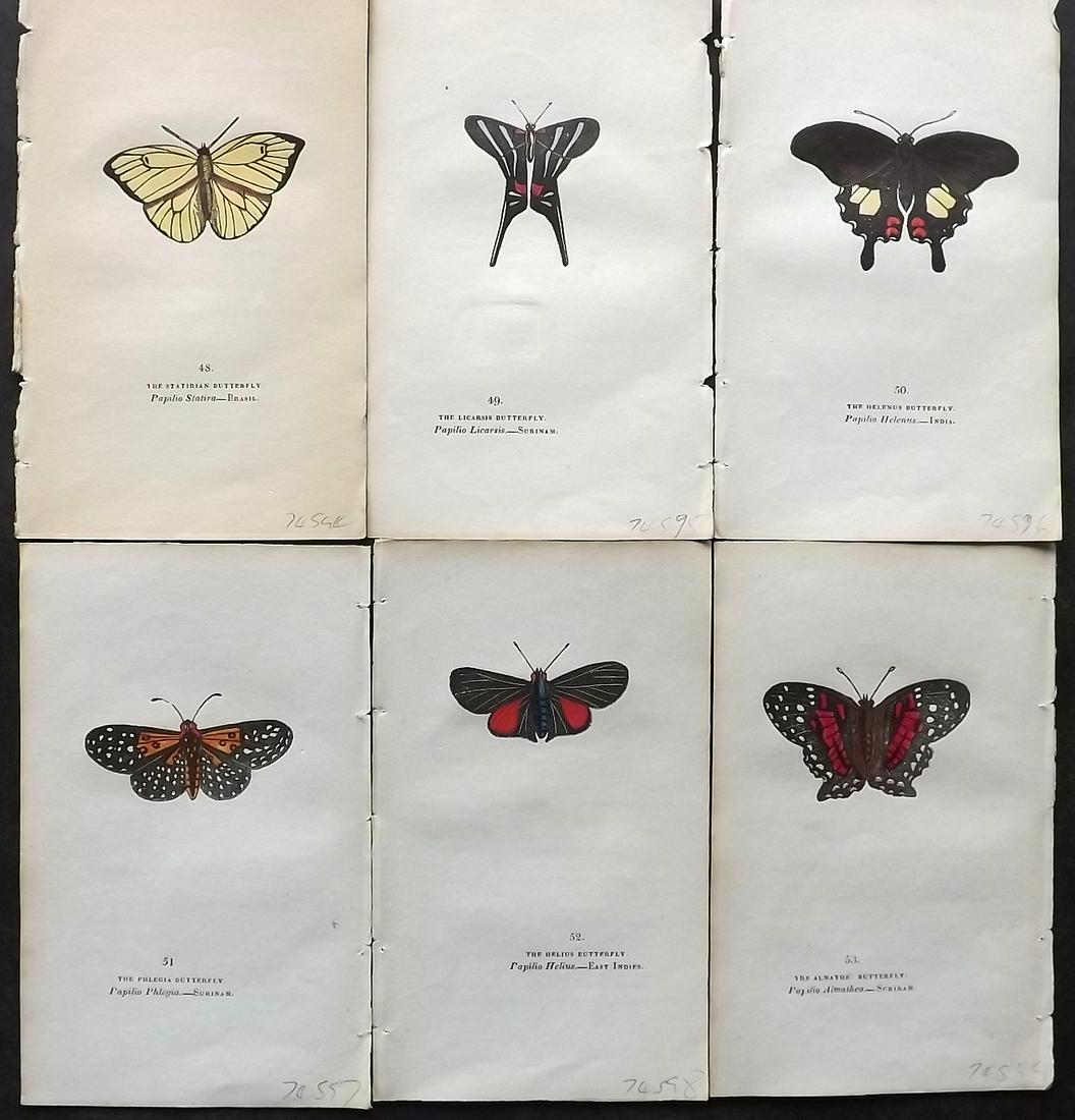 Brown, Captain 1834 Lot of 6 Hand Col Butterfly Prints: Hand Coloured Lithographs Published 1834, London for "The Book of Butterflies, Sphinges, and Moths" by Captain Thomas Brown. Part of Constable's Miscellany Series. Paper Size: 5.5 x 3.5 inch (14 x 9cm