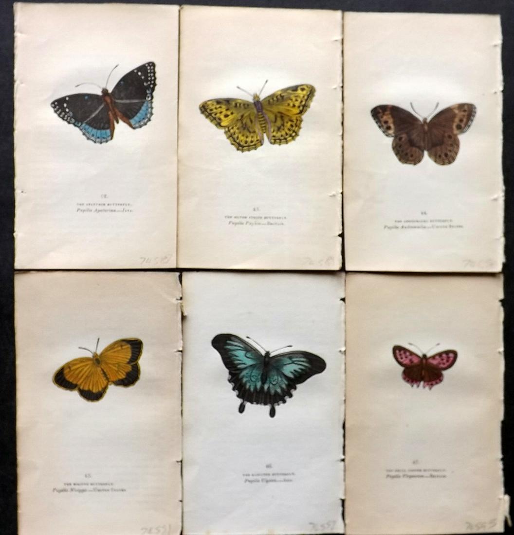 Brown, Captain 1834 Lot of 6 Hand Col Butterfly Prints: Hand Coloured Lithographs Published 1834, London for "The Book of Butterflies, Sphinges, and Moths" by Captain Thomas Brown. Part of Constable's Miscellany Series. Paper Size: 5.5 x 3.5 inch (14 x 9cm