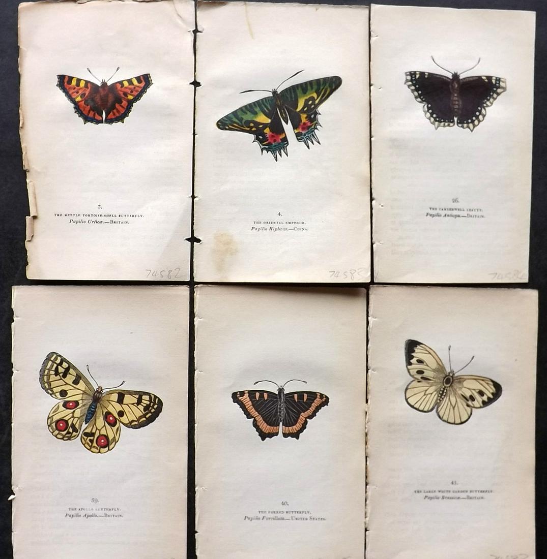 Brown, Captain 1834 Lot of 6 Hand Col Butterfly Prints: Hand Coloured Lithographs Published 1834, London for "The Book of Butterflies, Sphinges, and Moths" by Captain Thomas Brown. Part of Constable's Miscellany Series. Paper Size: 5.5 x 3.5 inch (14 x 9cm