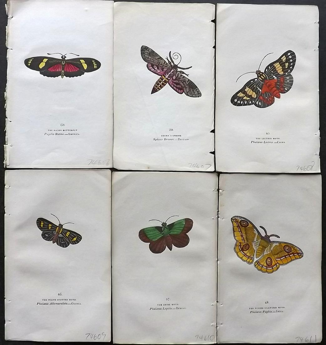 Brown, Captain 1834 Lot of 6 Hand Col Moth Prints: 5 Moths and 1 Butterfly. Hand Coloured Lithographs Published 1834, London for "The Book of Butterflies, Sphinges, and Moths" by Captain Thomas Brown. Part of Constable's Miscellany Series. Paper Size: