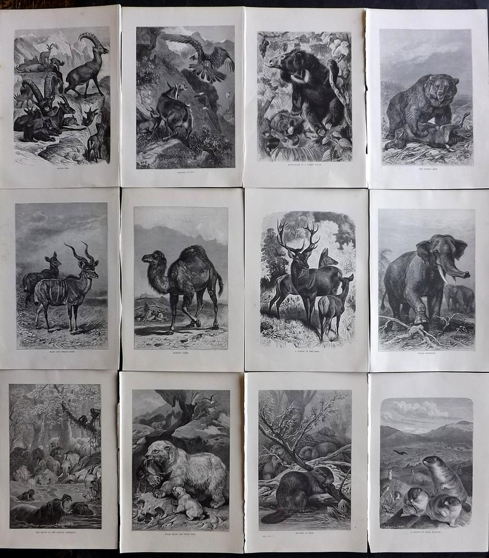 Lydekker, Richard 1895 Lot of 12 Natural History Prints: Wood Engravings (Reverse side blank) Published 1894-95, London for "The Royal Natural History" by Richard Lydekker. Illustrated by Smit, Keulemans, Wolf and others. Paper Size: 10 x 6.5 inch (25 x 16.