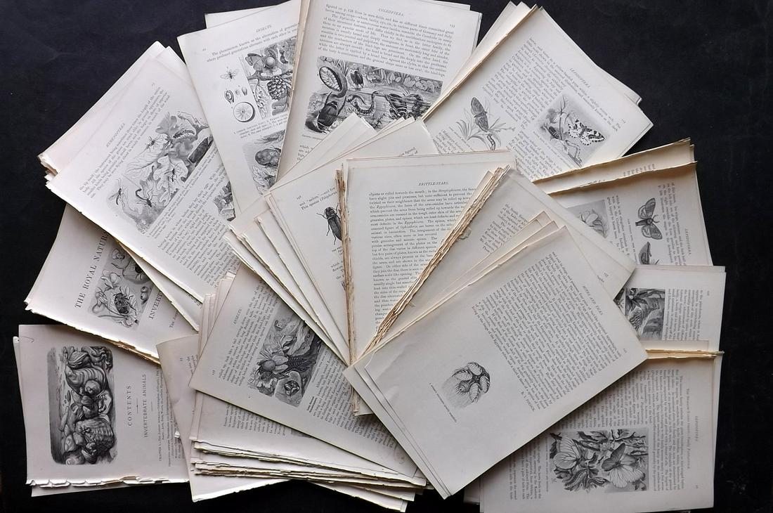Lydekker, Richard 1895 Lot of 150 Illus. Natural History Sheets: 150 Illustrated Sheets, Containing Wood Engravings with related surrounding and verso text Published 1894-95, London for "The Royal Natural History" by Richard Lydekker. Illustrated by Smit, Keulemans
