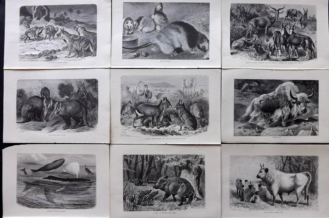 Lydekker, Richard 1895 Lot of 9 Natural History Prints: Wood Engravings (Reverse side blank) Published 1894-95, London for "The Royal Natural History" by Richard Lydekker. Illustrated by Smit, Keulemans, Wolf and others. Paper Size: 10 x 6.5 inch (25 x 16.
