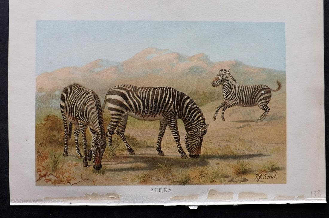 Lydekker, Richard 1895 Print. Zebra: Chromolithograph Published 1894-95, London for "The Royal Natural History" by Richard Lydekker. Illustrated by Smit, Keulemans, Wolf and others. Paper Size: 10 x 6.5 inch (25 x 16.5cm) Minor tissue gu