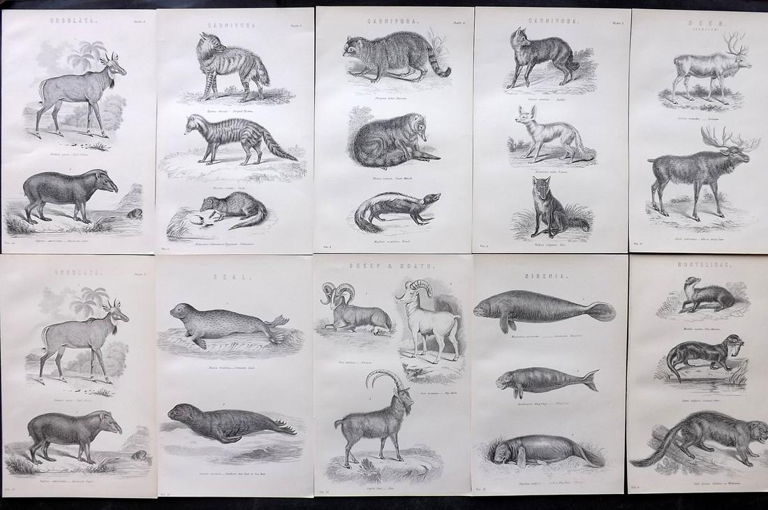 Nat. Ency. 1891 Lot of 10 Natural History Prints: Woodblock Published 1891-1901 by William Mackenzie, London for "The National Encyclopedia: A dictionary of Universal Knowledge" Paper Size: 9.5 x 6 inch (24 x 16cm) Good Condition