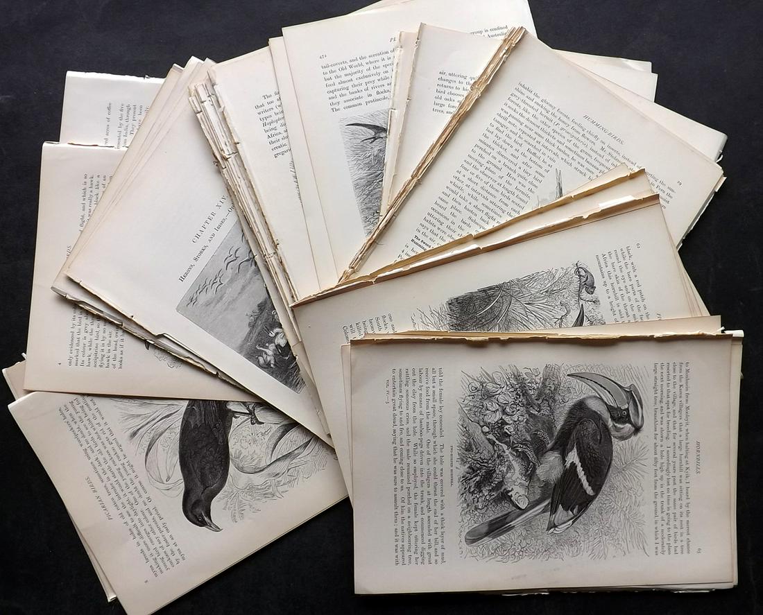 Lydekker, Richard 1895 Lot of 125 Illus. Birds Sheets: 125 Illustrated Sheets, Containing Wood Engravings with related surrounding and verso text Published 1894-95, London for "The Royal Natural History" by Richard Lydekker. Illustrated by Smit, Keulemans
