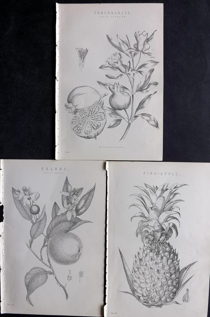 National Encyclopedia 1891 Lot of 3 Fruit Prints (1 of 2)