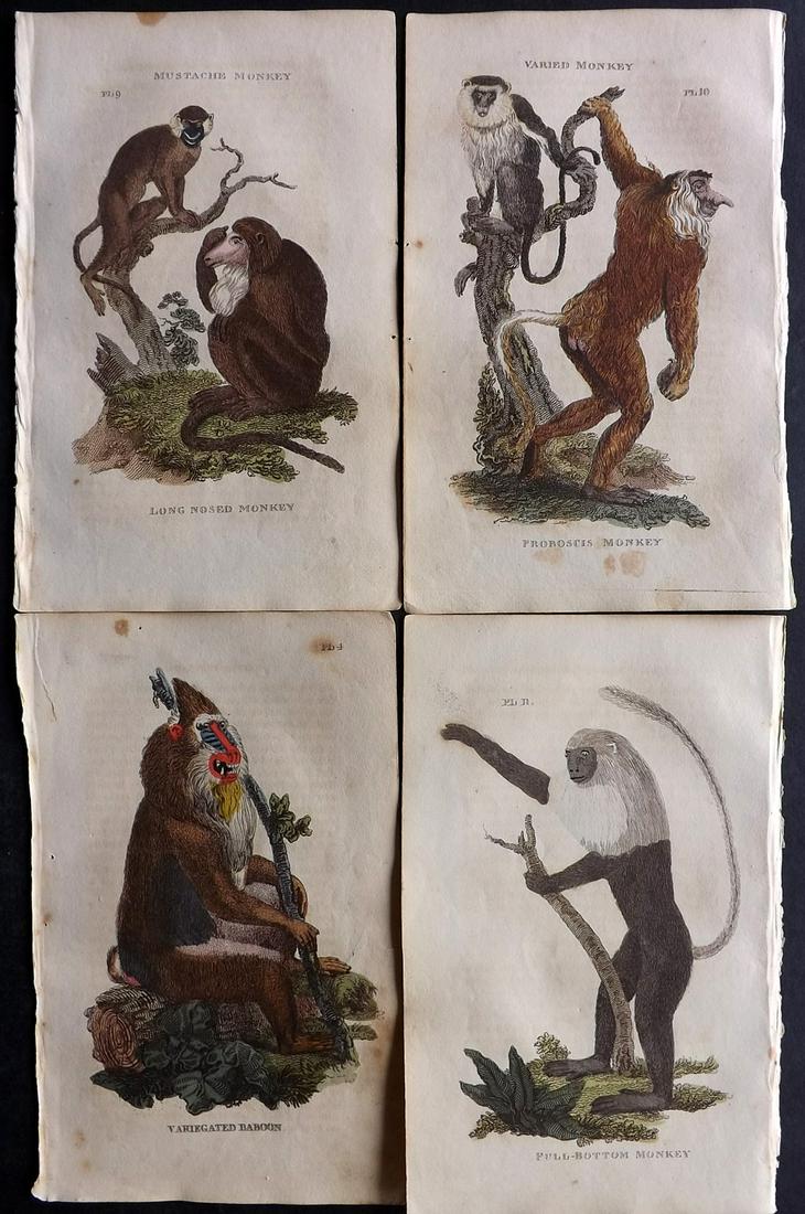 Brightly (Pub) 1811 Lot of 4 Hand Col Monkey Prints: Hand Colored Copper Plate Published 1811 by Brightly & Co, Bungay for "The Natural History of Quadrupeds and Cetaceous Animals" By Various Authors. Paper Size: 8 x 5 inch (20 x 13cm) Some background t