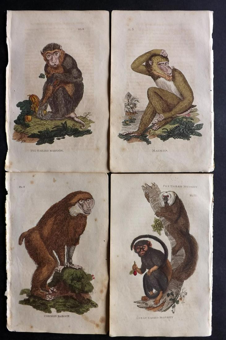 Brightly (Pub) 1811 Lot of 4 Hand Col Monkey Prints: Hand Colored Copper Plate Published 1811 by Brightly & Co, Bungay for "The Natural History of Quadrupeds and Cetaceous Animals" By Various Authors. Paper Size: 8 x 5 inch (20 x 13cm) Some background t