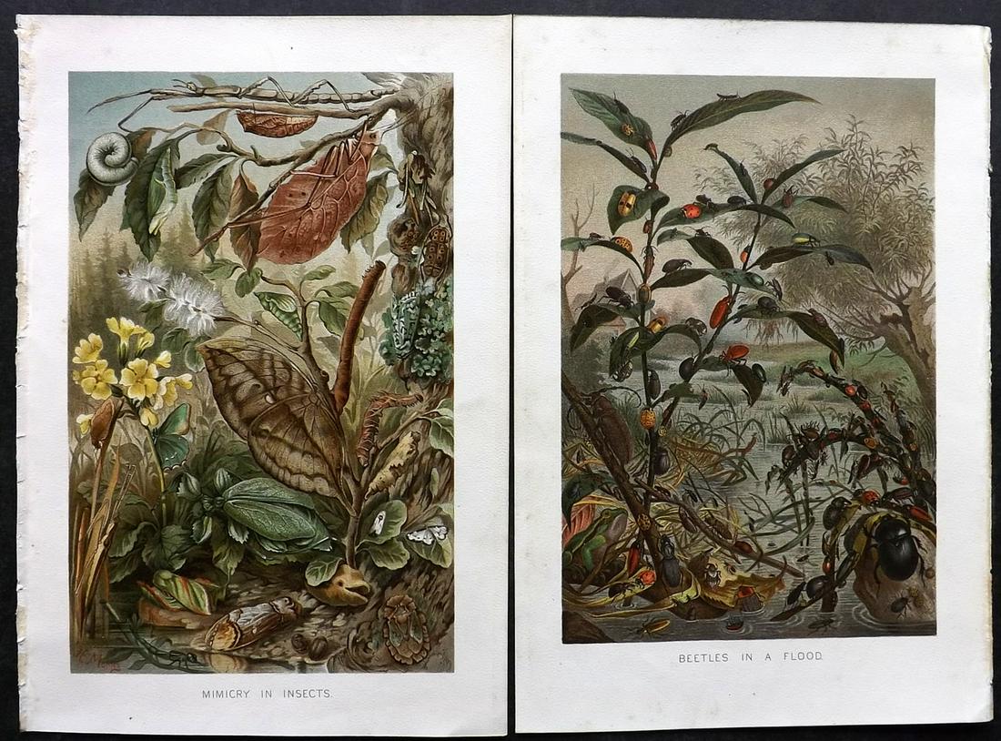 Lydekker, Richard 1895 Pair of Prints. Beetles & Insects: Chromolithograph Published 1894-95, London for "The Royal Natural History" by Richard Lydekker. Illustrated by Smit, Keulemans, Wolf and others. Paper Size: 10 x 6.5 inch (25 x 16.5cm) Good Condition