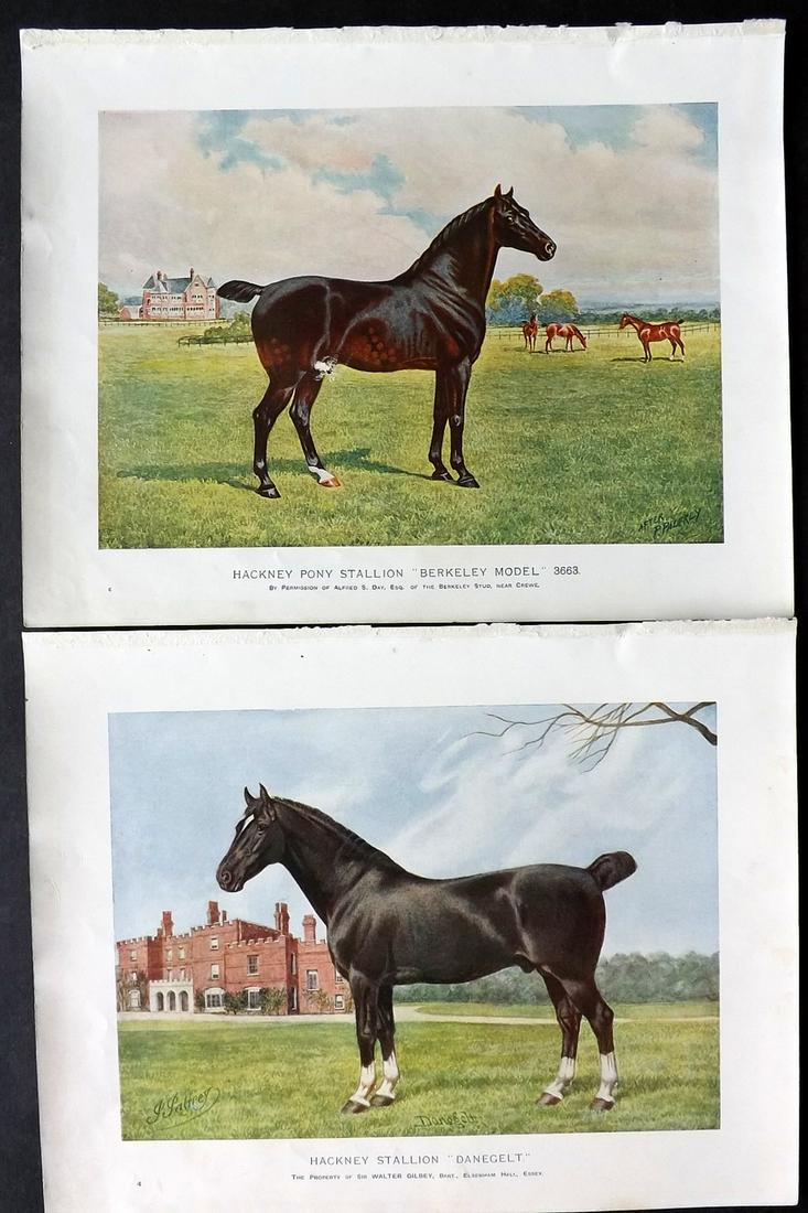 Prince-Sheldon, J. 1902 Pair of Antique Horse Prints (1 of 2)