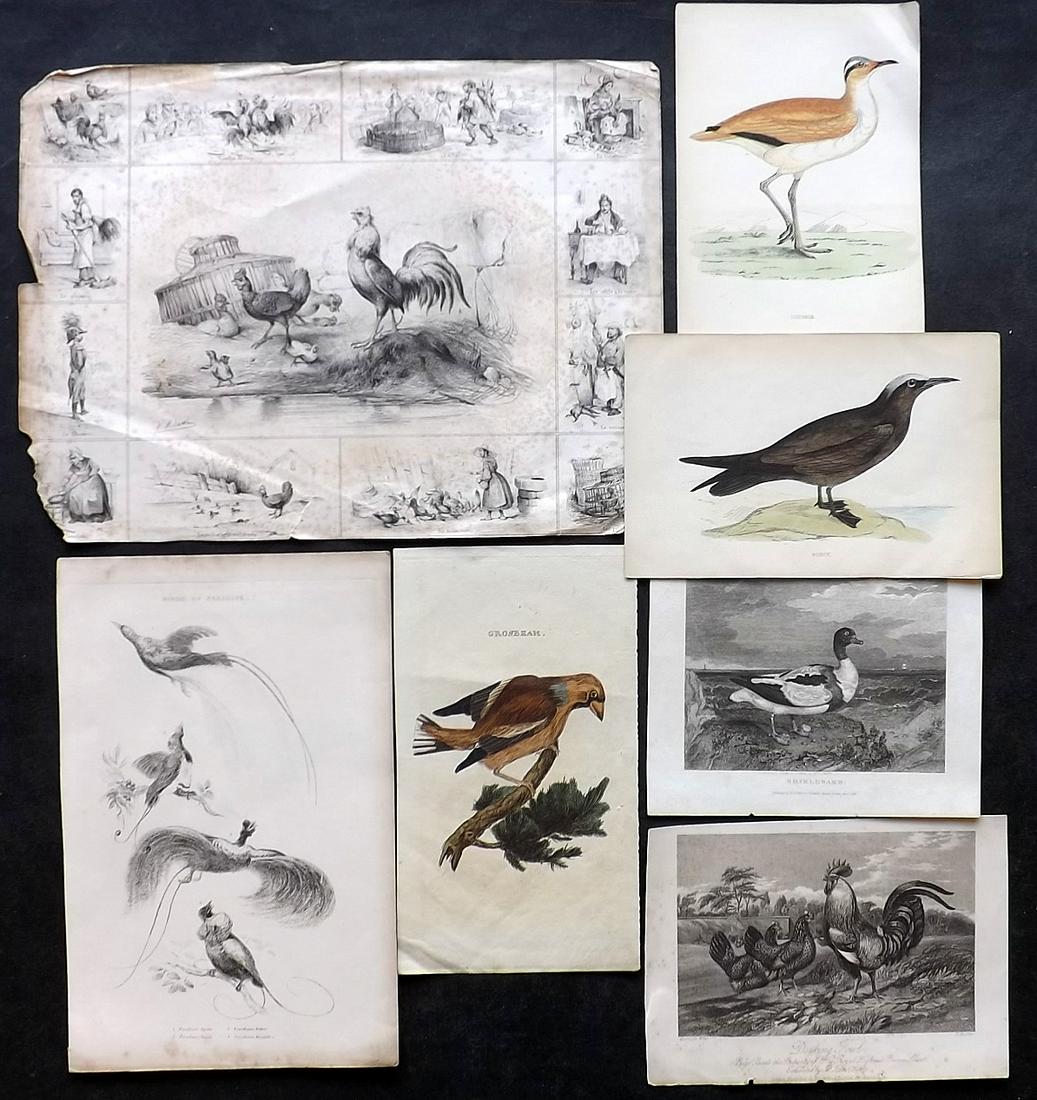 Birds 19th Cent. Mixed lot of 7 Prints: Engravings and Lithographs, some with hand colour. Examples by Brightly, Morris, Sporting Magazine and others. Paper Size: Up to 12.5 x 9 inch (32 x 23cm) A couple with faults, otherwise fine