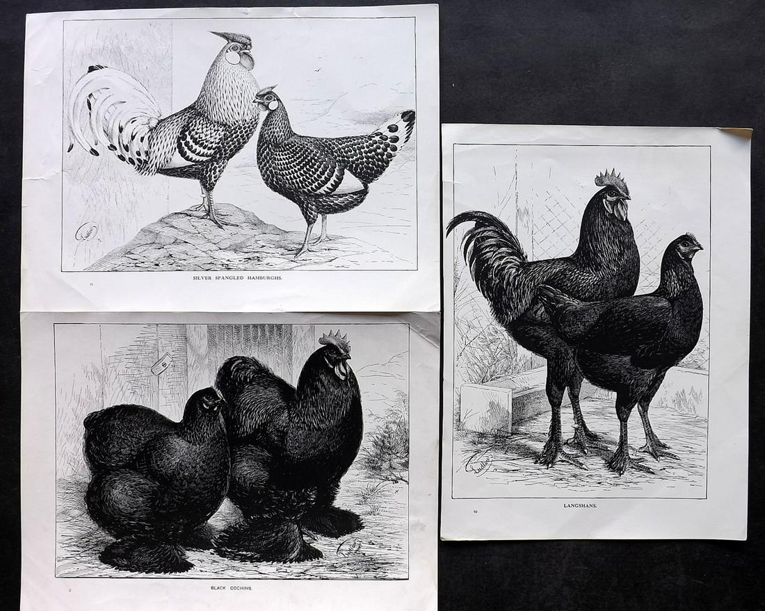Cassell & Wright 1902 Lot of 3 Poultry Prints: Offset Lithographs Published 1902 by Cassell and Company, London for "The New Book of Poultry" By Lewis Wright. Illustrated by J. W. Ludlow. Paper Size: 10.5 x 8 inch (27 x 21cm) Good Condition overal