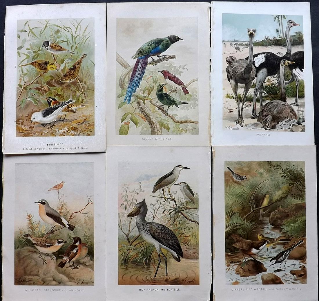 Lydekker, Richard 1895 Lot of 6 Bird Prints: Chromolithograph Published 1894-95, London for "The Royal Natural History" by Richard Lydekker. Illustrated by Smit, Keulemans, Wolf and others. Paper Size: 10 x 6.5 inch (25 x 16.5cm) Good Condition 