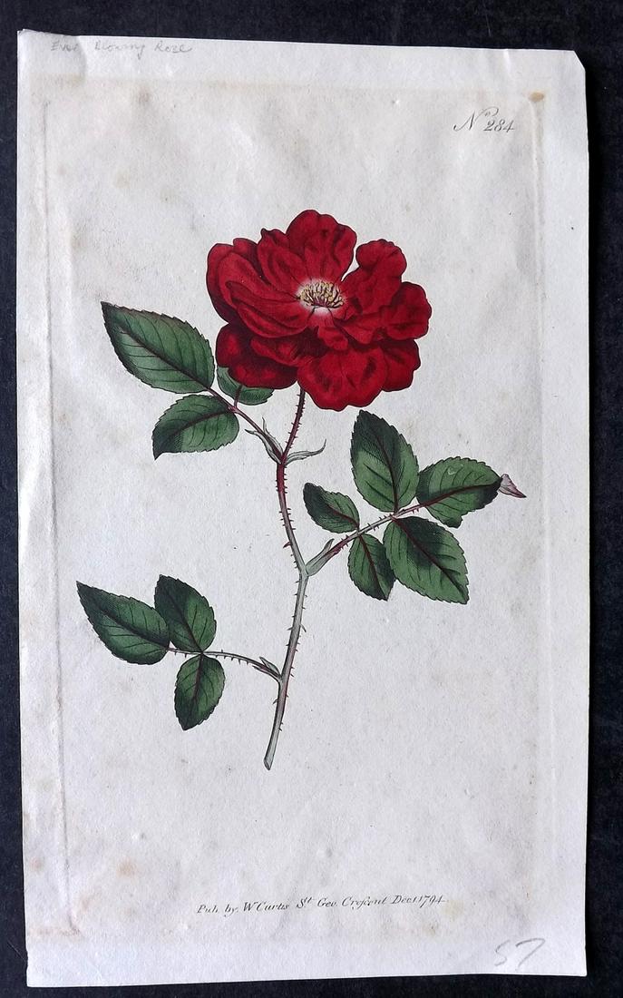 Curtis, William 1820's HCol Botanical Print. Ever Blowing Rose 284: Hand Colored Etchings Published 1797-1904, London for "The Botanical Magazine; or Flower-Garden Displayed" and later "Curtis's Botanical Magazine..." by William Curtis, continued by John Simms and oth