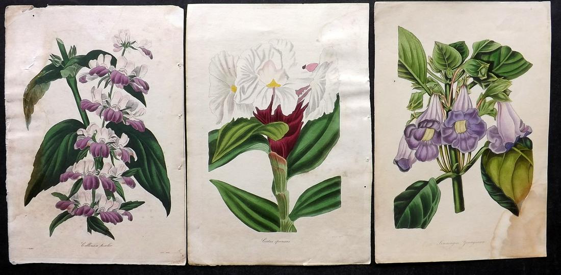 Paxton, Joseph C1840 Lot of 3 Hand Col Botanical Prints: Hand Coloured Steel Engravings/Etchings Published 1834-49, London for "Paxton's Magazine of Botany, and Register of Flowering Plants" by Joseph Paxton. Paper Size: 9.5 x 6.5 inch (24 x 16.5cm) All wit