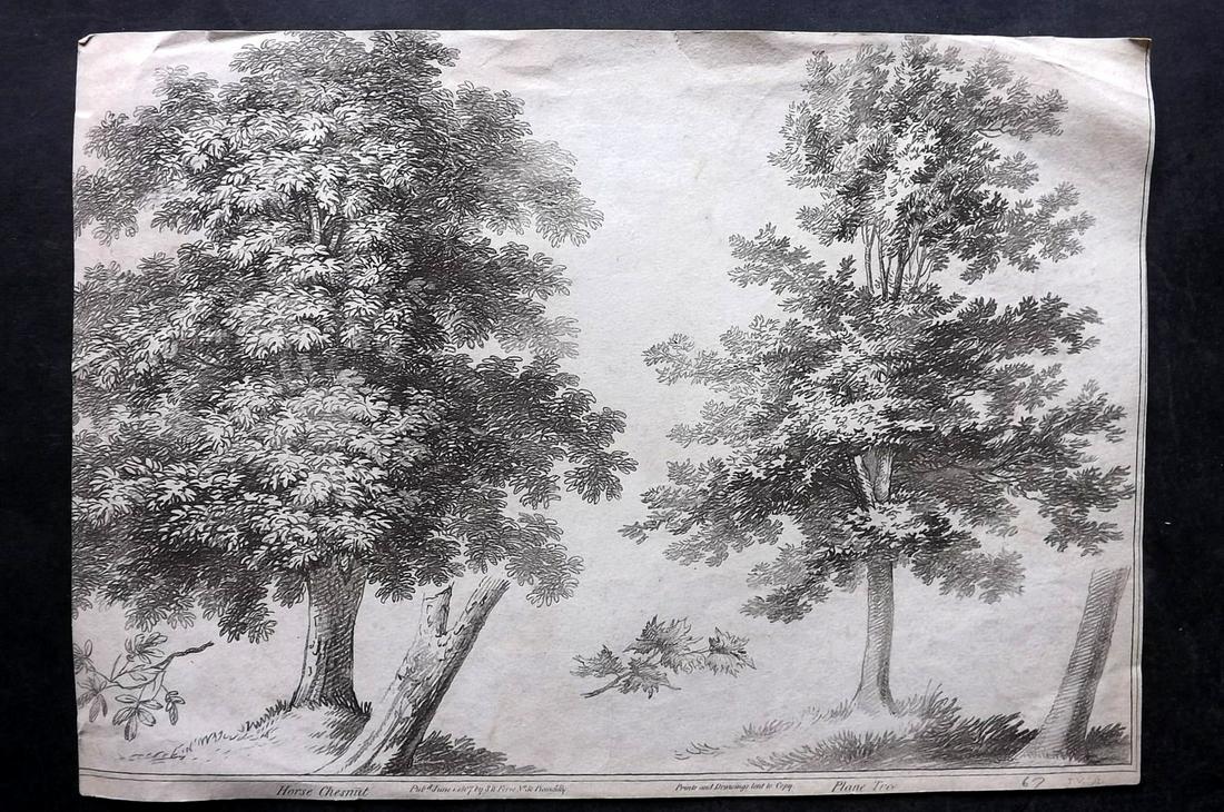 S. W. Fores (Pub) 1807 Folio Tree Print: Horse Chesnut and Plane Tree Soft Ground Etching Published 1807, London by S. W. Fores. Etched by "T. V." Paper Size: 14.5 x 10 inch (37 x 25cm) Margins trimmed, affecting left side image. Minor tonin