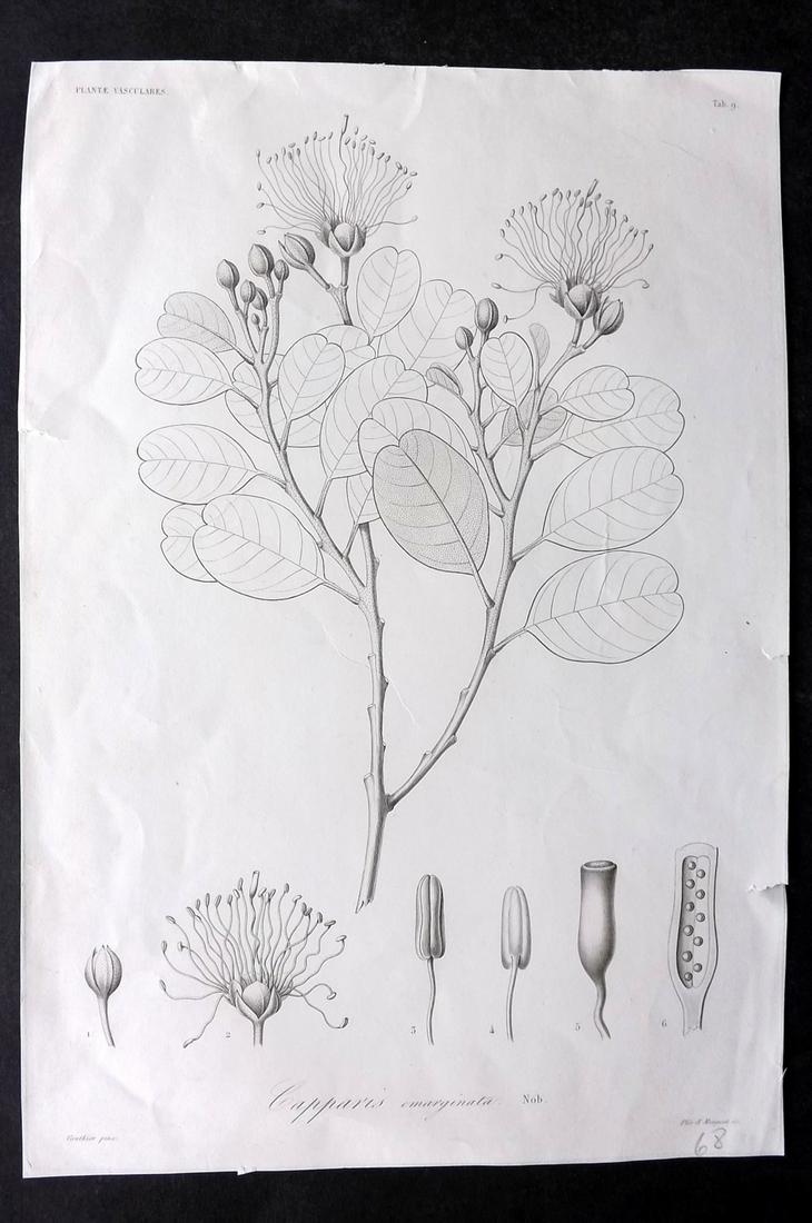 Sagra, Rammon C1850 Folio Cuban Botanical Print: "Capparis emarginata" Plate 9. Folio Etching Published 1838-61, Paris for "Historia fisica, politica y natural de la isla de Cuba" by Ramon de la Sagra. Paper Size: 14 x 10 inch (36 x 25cm) Margins sl