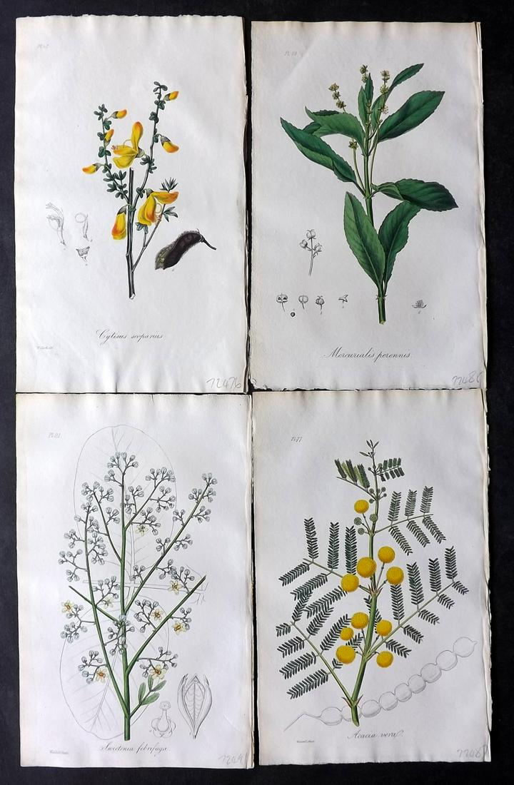 Stephenson, John 1834 Lot of 4 Hand Col Botanical Prints: Hand Colored Etchings Published 1834-36, London for "Medical Botany; or, Illustrations and Descriptions of the Medicinal Plants..." by John Stephenson, James Morss Churchill and Gilbert T. Burnett. Pa