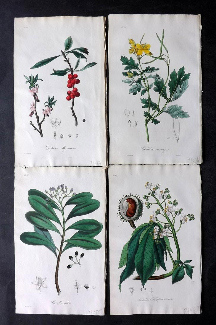 Stephenson, John 1834 Lot of 4 Hand Col Botanical Prints: Hand Colored Etchings Published 1834-36, London for "Medical Botany; or, Illustrations and Descriptions of the Medicinal Plants..." by John Stephenson, James Morss Churchill and Gilbert T. Burnett. Pa