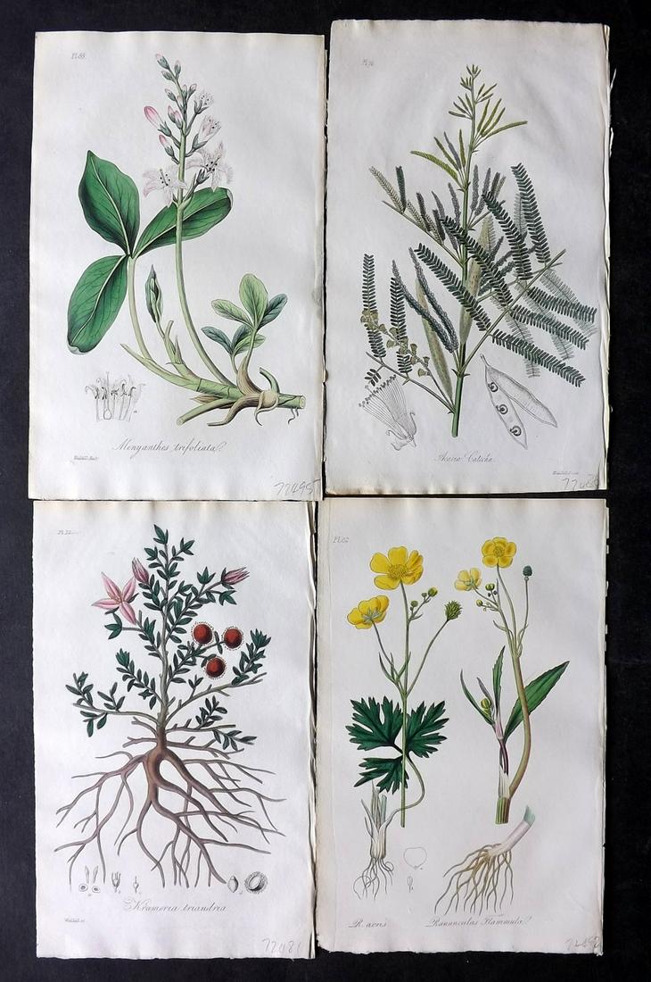 Stephenson, John 1834 Lot of 4 Hand Col Botanical Prints: Hand Colored Etchings Published 1834-36, London for "Medical Botany; or, Illustrations and Descriptions of the Medicinal Plants..." by John Stephenson, James Morss Churchill and Gilbert T. Burnett. Pa