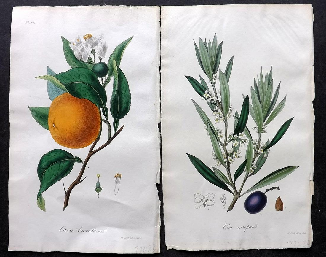 Stephenson, John 1834 Pair of Hand Col Fruit Prints: Orange and Olives. Hand Colored Etchings Published 1834-36, London for "Medical Botany; or, Illustrations and Descriptions of the Medicinal Plants..." by John Stephenson, James Morss Churchill and Gil