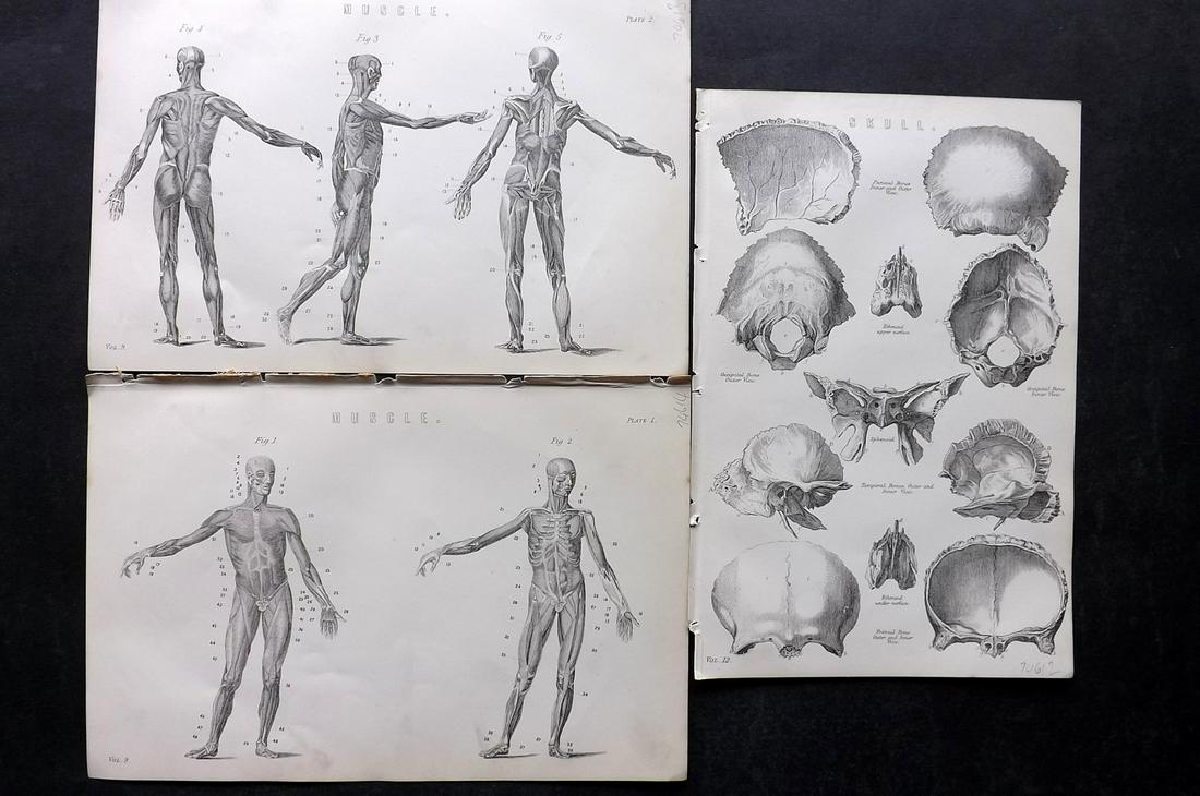 Nat. Encyclo. 1890's Lot of 3 Anatomy Prints: Woodblocks Published 1891-1901 by William Mackenzie, London for "The National Encyclopedia: A dictionary of Universal Knowledge" Paper Size: Up to 9.5 x 6 inch (24 x 16cm) Tight top margin on one as b
