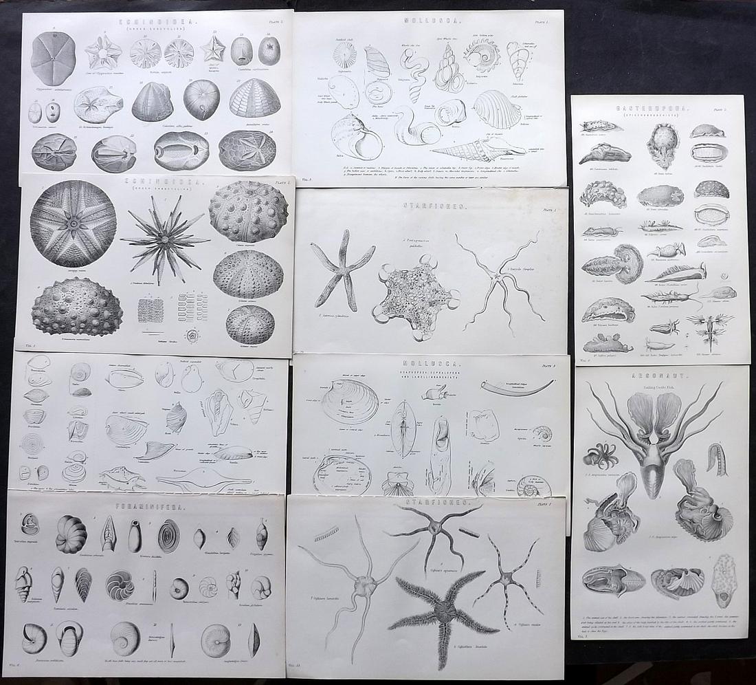 Nat. Ency. 1891 Lot of 10 Shells & Sea Life Prints: Woodblock Published 1891-1901 by William Mackenzie, London for "The National Encyclopedia: A dictionary of Universal Knowledge" Paper Size: 9.5 x 6 inch (24 x 16cm) Good Condition