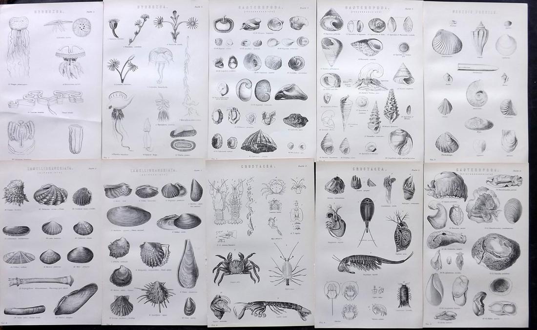 Nat. Ency. 1891 Lot of 12 Shells & Sea Life Prints: Woodblock Published 1891-1901 by William Mackenzie, London for "The National Encyclopedia: A dictionary of Universal Knowledge" Paper Size: 9.5 x 6 inch (24 x 16cm) Good Condition
