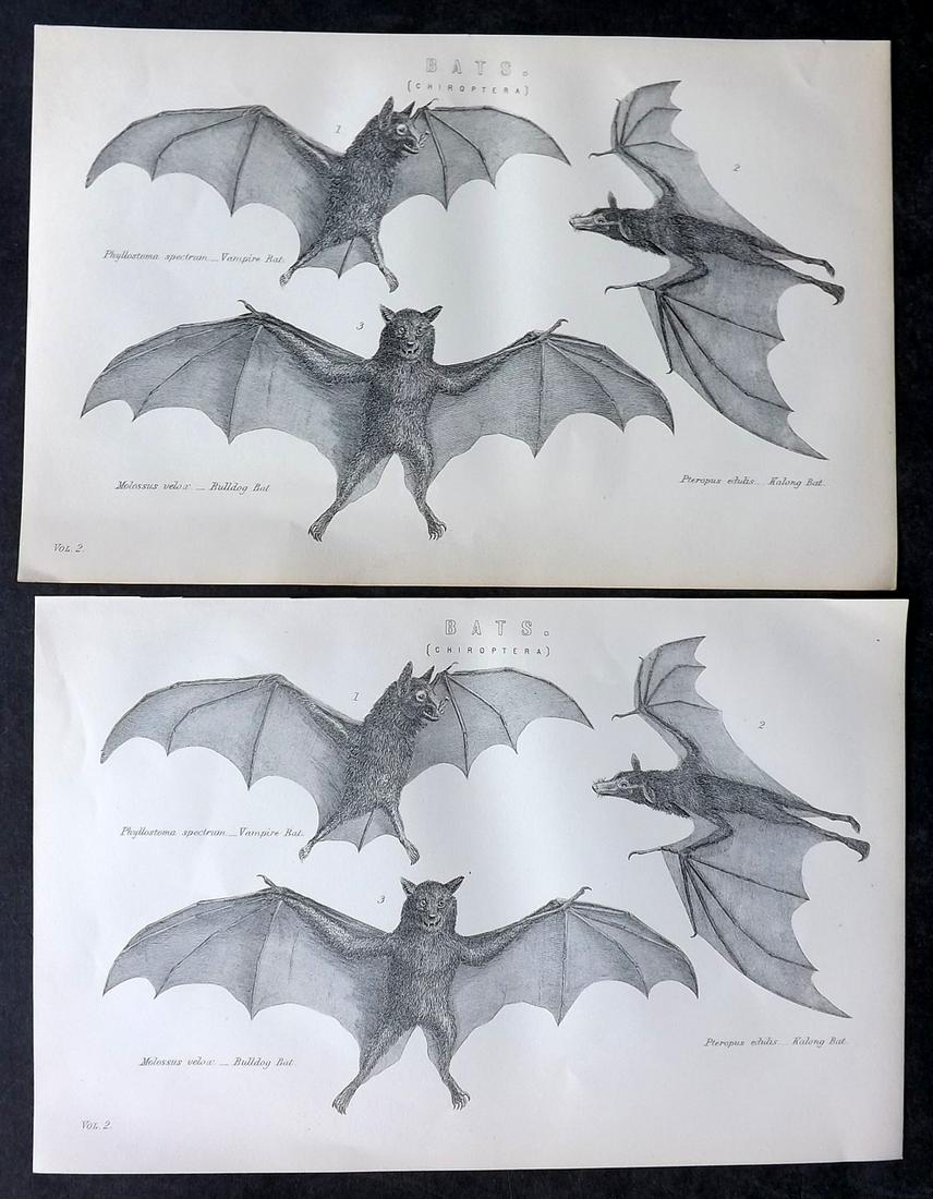 Nat. Ency. 1891 Pair of Prints. Bats: Duplicates. Woodblock Published 1891-1901 by William Mackenzie, London for "The National Encyclopedia: A dictionary of Universal Knowledge" Paper Size: 9.5 x 6 inch (24 x 16cm) Good Condition