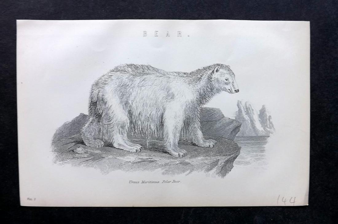 Nat. Ency. 1891 Print. Polar Bear: Woodblock Published 1891-1901 by William Mackenzie, London for "The National Encyclopedia: A dictionary of Universal Knowledge" Paper Size: 9.5 x 6 inch (24 x 16cm) Good Condition