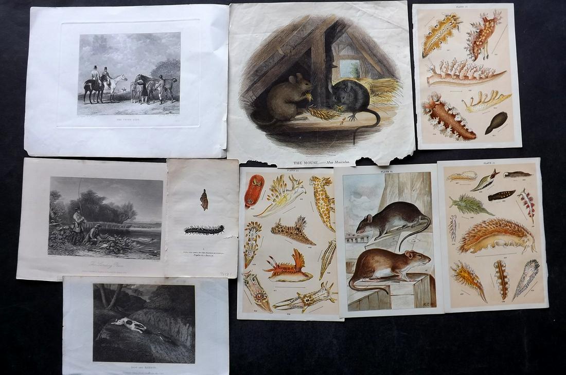 Natural History 19th Cent. Mixed Lot of 9 Prints: Lithographs and Engravings. Examples by Captain Brown, Sporting Magazine, SPCK, Gordon and others. Paper Size: Up to 10.5 x 8 inch (27 x 20cm) Good Condition overall