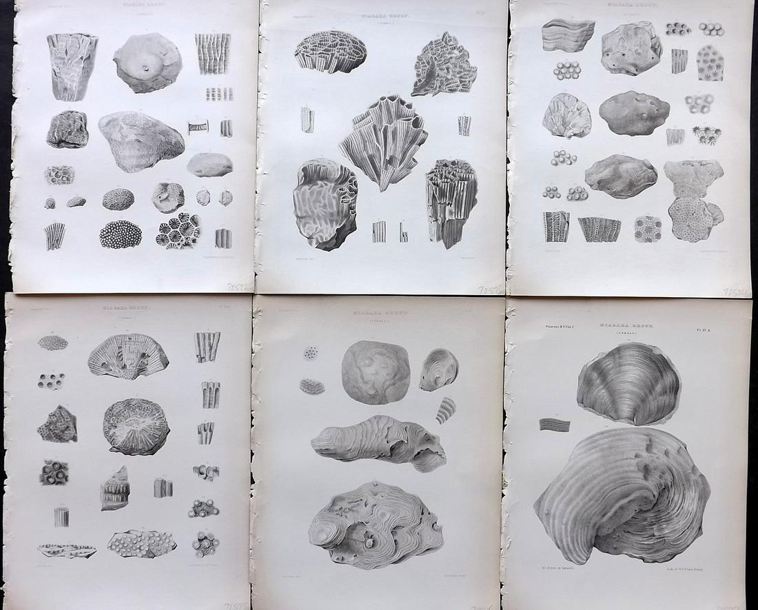 Paleontology of New-York 1852 Lot 6 Fossil Prints: Aquatints and/or Lithographs Published 1852, Albany for the "Palaeontology of New-York" by James Hall. Part of the "Natural History of New York" series. Paper Size: 11.5 x 9 inch (29 x 23cm) Good Cond