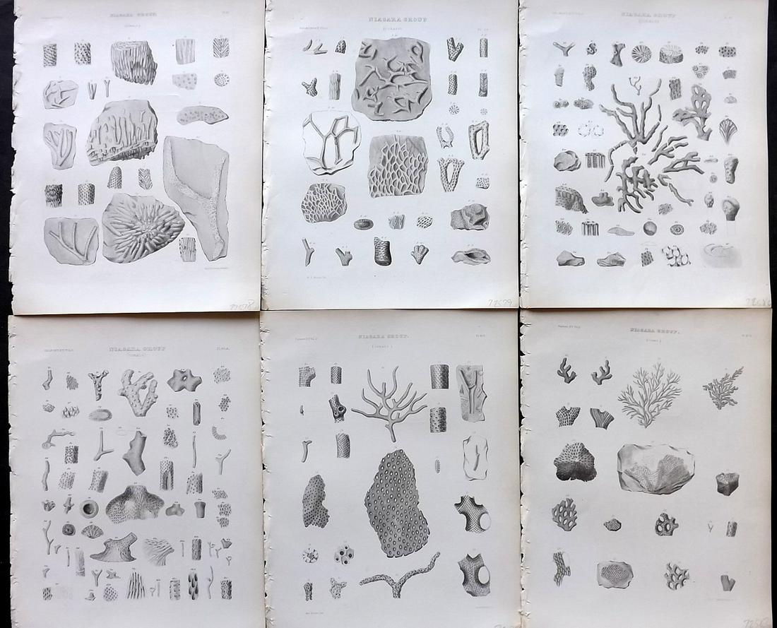 Paleontology of New-York 1852 Lot 6 Fossil Prints: Aquatints and/or Lithographs Published 1852, Albany for the "Palaeontology of New-York" by James Hall. Part of the "Natural History of New York" series. Paper Size: 11.5 x 9 inch (29 x 23cm) Good Cond
