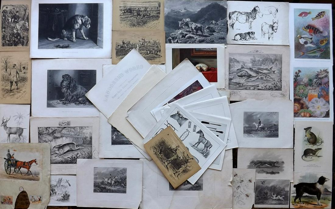 Natural History & Sporting 19th Cent. Lot of 38 Prints (1 of 5)