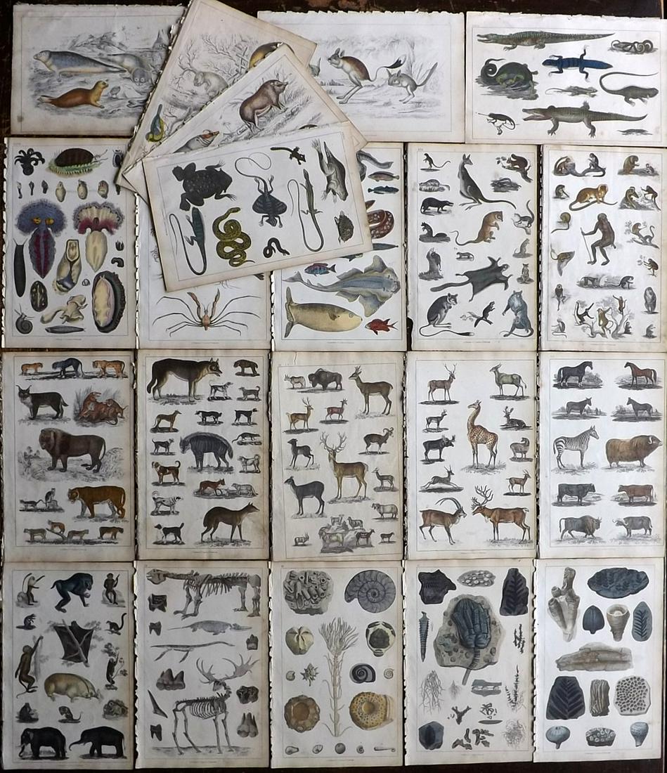 Goldsmith, Oliver 1850 Lot of 20 HCol Natural History Prints (1 of 6)