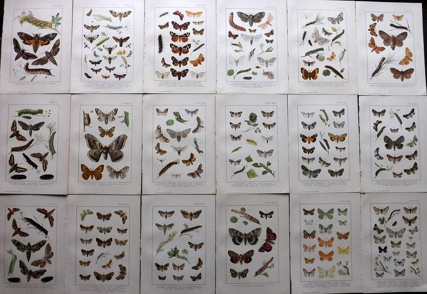Kirby & Kappel 1895 Lot of 18 Antique Moth Prints: Chromlithographs Published 1895, London for "British and European Butterflies and Moths" by A. W. Kappel and William Egmont Kirby. Paper Size: 11.5 x 8.5 inch (29 x 22cm) Good Condition