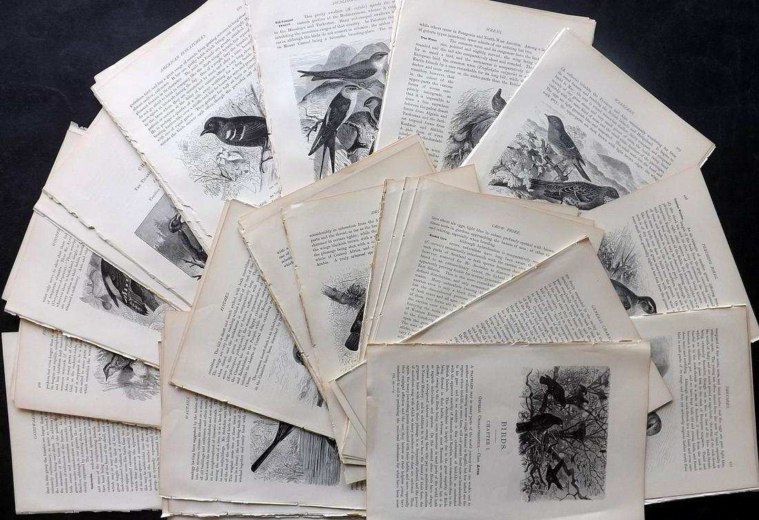 Lydekker, Richard 1895 Lot of 100 Illus. Bird Sheets: 100 Illustrated Sheets, Containing Wood Engravings with related surrounding and verso text Published 1894-95, London for "The Royal Natural History" by Richard Lydekker. Illustrated by Smit, Keulemans