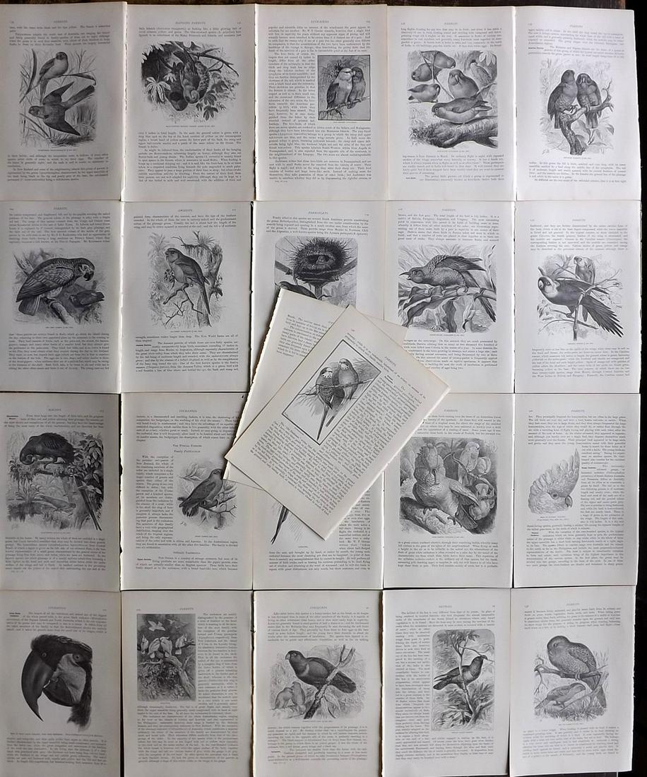 Lydekker, Richard 1895 Lot of 22 Sheets. Parrots: 22 Illustrated Sheets, Containing Wood Engravings with related surrounding and verso text Published 1894-95, London for "The Royal Natural History" by Richard Lydekker. Illustrated by Smit, Keulemans,