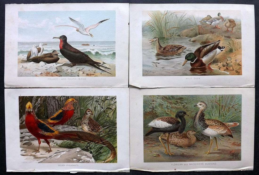 Lydekker, Richard 1895 Lot of 4 Bird Prints: Chromolithograph Published 1894-95, London for "The Royal Natural History" by Richard Lydekker. Illustrated by Smit, Keulemans, Wolf and others. Paper Size: 10 x 6.5 inch (25 x 16.5cm) Good Condition 