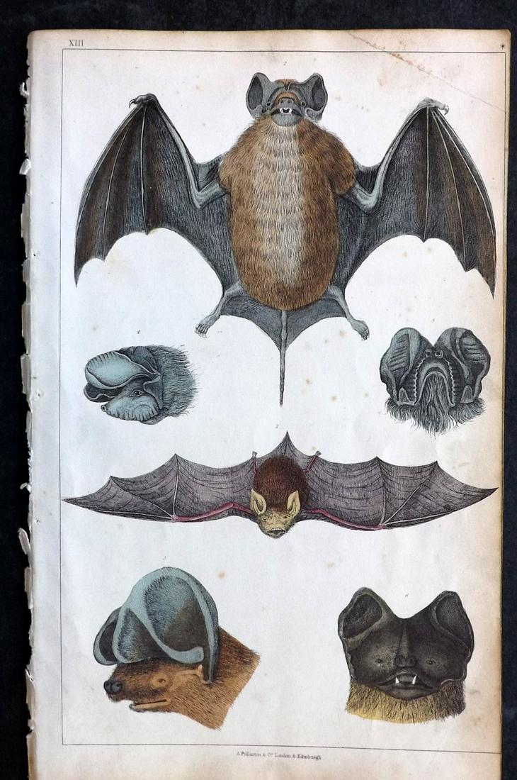 Goldsmith, Oliver 1850 Hand Col Print. Bats: Hand Colored Steel Engravings Published C1860 by Blackie & Son, London for "A History of the Earth and Animated Nature" by Oliver Goldsmith. Paper Size: 9.5 x 6 inch (24 x 16cm) Very minor toning. Goo