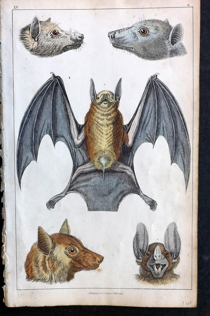 Goldsmith, Oliver 1850 Hand Col Print. Bats: Hand Colored Steel Engravings Published C1860 by Blackie & Son, London for "A History of the Earth and Animated Nature" by Oliver Goldsmith. Paper Size: 9.5 x 6 inch (24 x 16cm) Very minor toning. Goo