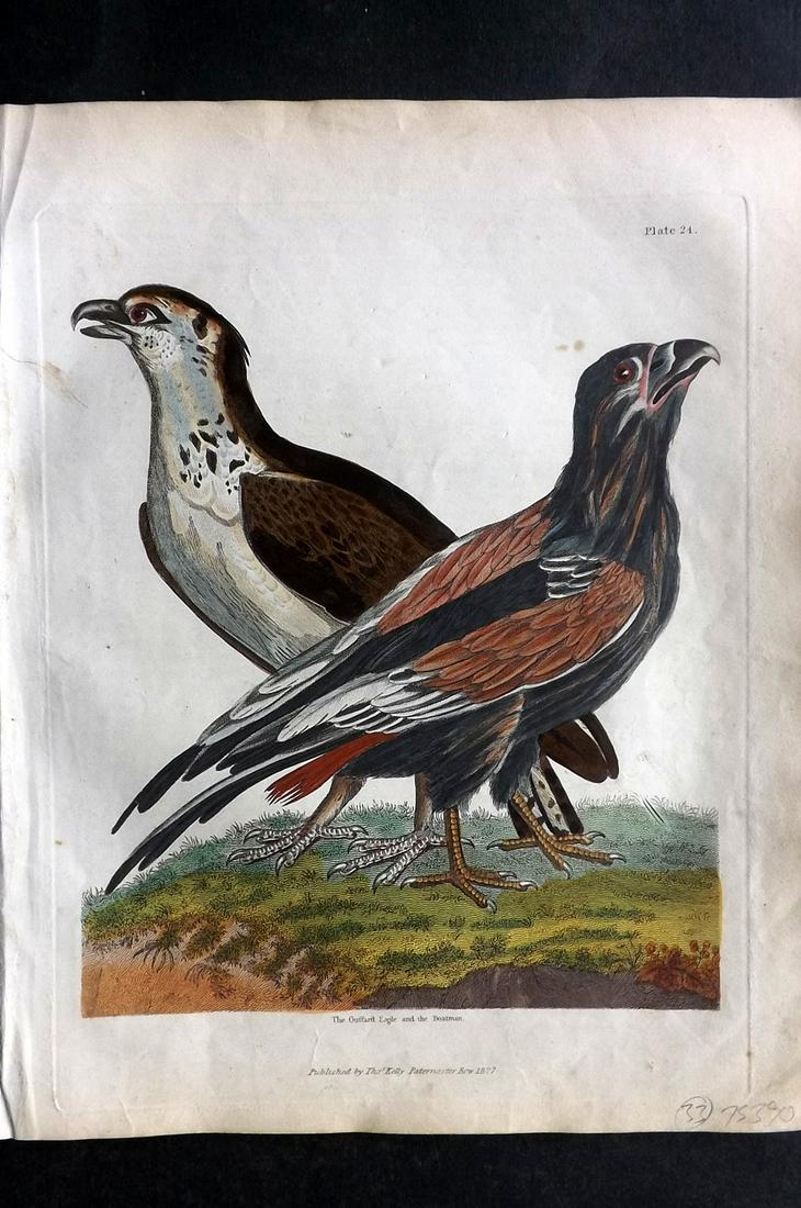 Buffon & Smellie 1840 HCol Bird Print. Guffard Eagle & Boatman: Hand Colored Copper Plate Published 1840 by Thomas Kelly, London for "A Natural History, General and Particular..." by The Comte de Buffon and William Smellie. Fine hand colour as issued. Paper Size: 