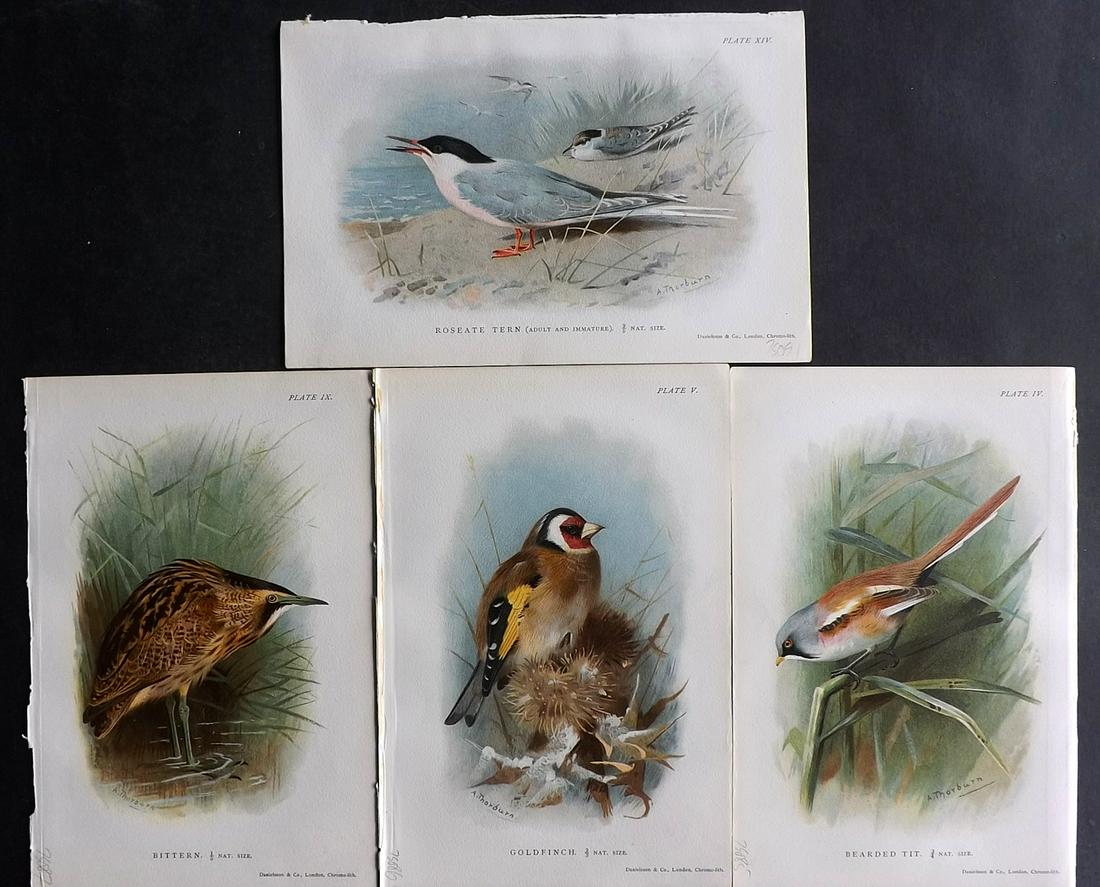 Hudson & Thorburn 1897 Lot of 4 Antique Bird Prints: Chromolithographs Published 1897, London for "British Birds" by W. H. Hudson. Illustrated by Archibald Thorburn. Paper Size: 7.5 x 5 inch (19 x 13cm) Good Condition