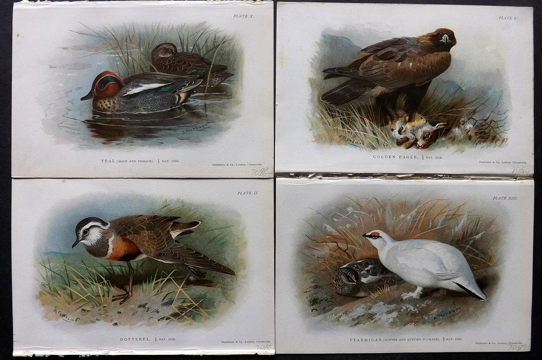 Hudson & Thorburn 1897 Lot of 4 Antique Bird Prints: Chromolithographs Published 1897, London for "British Birds" by W. H. Hudson. Illustrated by Archibald Thorburn. Paper Size: 7.5 x 5 inch (19 x 13cm) Good Condition