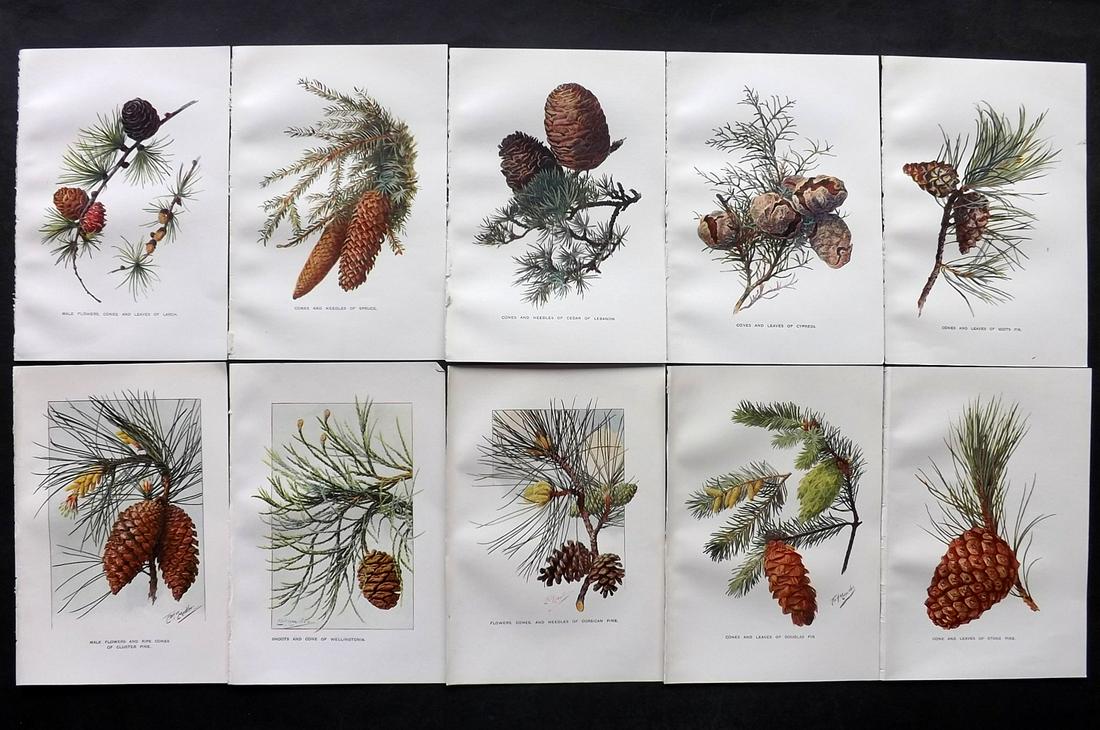 Boulger, George 1907 Lot of 10 Pine Cone Prints: Offset Lithographs Published 1907, London for "Familiar Trees" by George Boulger. Paper Size: 7 x 5 inch (18 x 13cm) Very Minor toning in parts. Good Condition