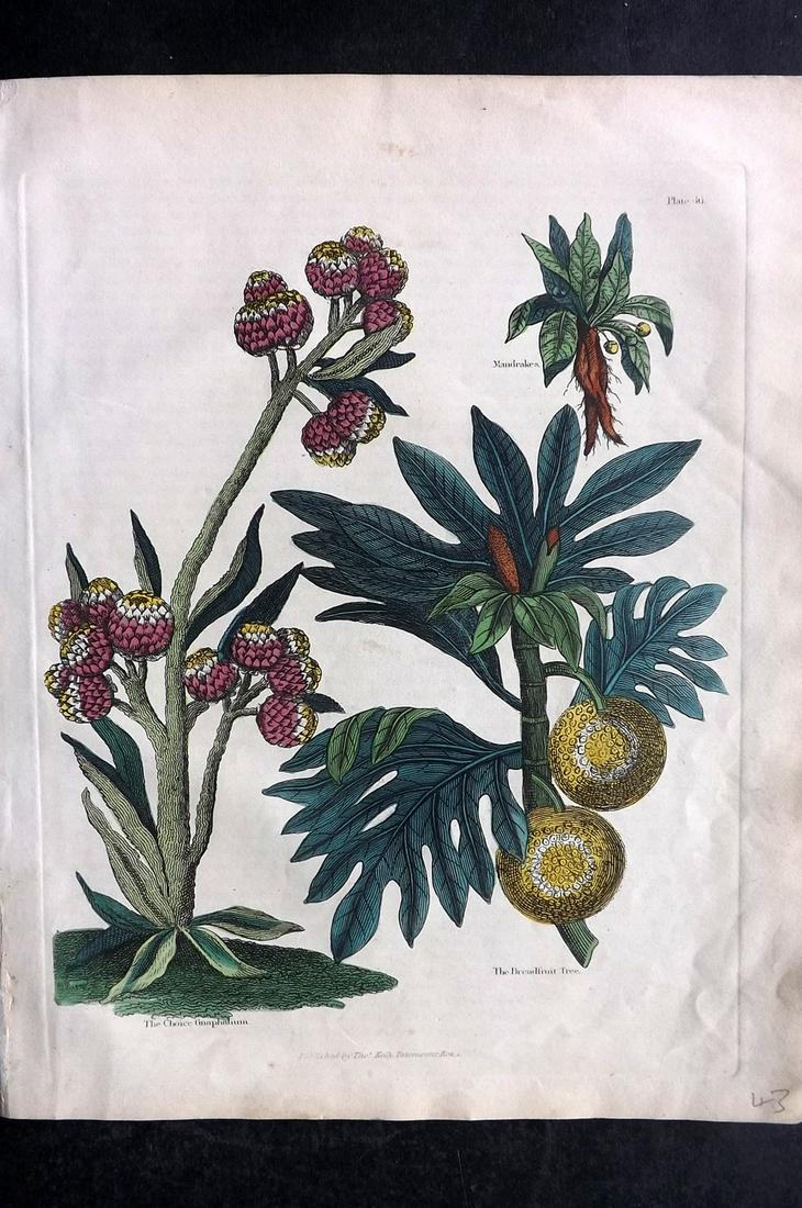 Buffon & Smellie 1840 HC Botanical. Mandrakes, Breadfruit, Gnaphalium: Hand Colored Copper Plate Published 1840 by Thomas Kelly, London for "A Natural History, General and Particular..." by The Comte de Buffon and William Smellie. Fine hand colour as issued. Paper Size: 